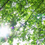 スチール画像『木漏れ日』