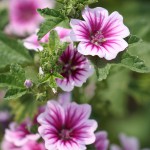 喉にやさしく、目にも美しい!色が変わる不思議な飲み物!?